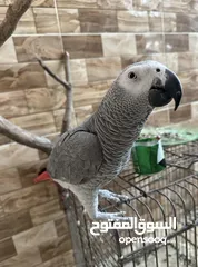  4 ببغاء كاسكو ثلجي اليف ومتكلم فول