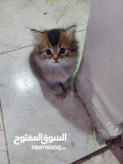  5 ققط للبيع شانشيلا مع شيرازي..جميلات الوان مختلفه ذكور واناث