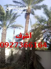  2 تنظيف نخل وتخليع جبار دكار سرق بنزين لاقص نخل واشجار