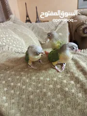  3 جرين شيك اناناس