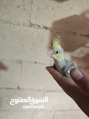  5 فراخ كوكتيل للزق اليدوي
