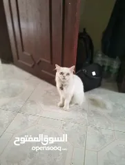  2 Persian cat Femail