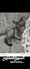  2 قطط سكوتش سلفر شيدد وسكني