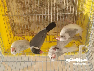  7 متاح جوزين جاوا مخاليف بايد لون ابيض والمنيوم وجوز لون اسود