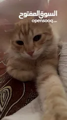  3 قط ذكر شيرازي عمر 5 شهور لطيف يحب العب بدون اي مقابل مادي فقط الاطمئنان عليه كل فترة مؤقتة وصحة تمام