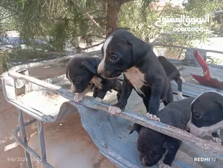  4 للبدل على طيور