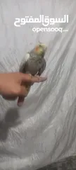  5 كوكتيل اليف للبيع عمر5شهور