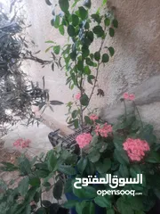  5 اشجار زينه ومثمر