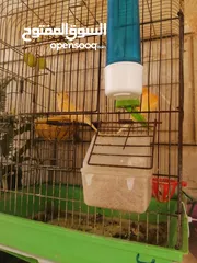  2 طيور كنار الوان جميله
