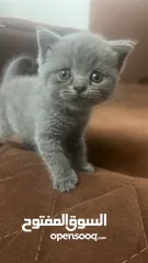  1 Male , female Scottish fold cat