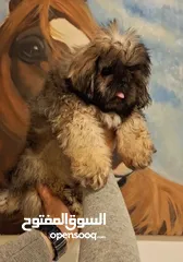  20 جراء شيتزو مستوى عالي جدا Shih Tzu