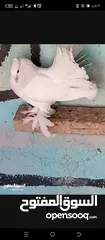  2 حمام هزاز البينو ابيض كوم للبيع