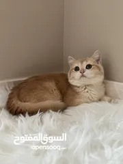  2 قطط ذكور للبيع