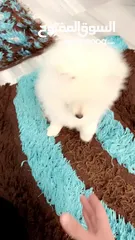  3 بومرينيان بيور للبيع