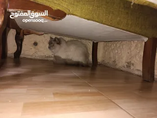  4 قطه انثى موقع مرج الحمام