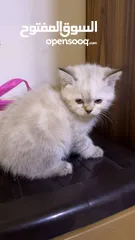  1 قطه للبيع نوع مكس