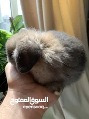  9 أرنب انقلش انقورا والقزم وهولاند لوب و هوتوت - English Angora ,Dwarf,Holland lop & Hotot