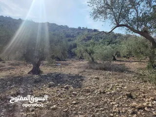  2 حصة 470م منطقة المنتزة