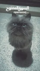  1 قط صغير همالايا تشوكلت