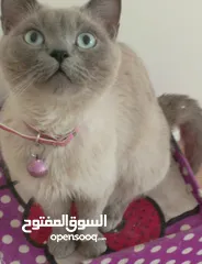  25 قطه كتنز كتن   و بطه عدد 3 بطات   و سلاحف بريه و قطة سيامي كبيره منتجه  تربيه منزليه لقطه كوم هامستر