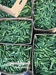  3 Fresh vegetables available at Wholesale price from our own Farms.