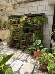  10 زريعة للبيع عدد 250 قوار مشكلات