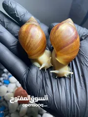 9 حلزون افريقي