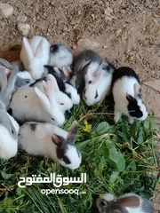  19 ارانب بلدي.. فرنسي..الذبح...جميع الوان والعمار وانثى وذكور...
