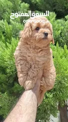  15 Maltipoo  جراء مالتيبو