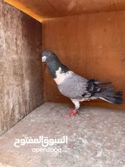  3 حمام ما شاء الله للبيع شوف الوصف
