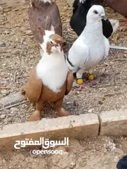 25 كوم حمام حوالي من 35 إلى 40 طير  للبيع