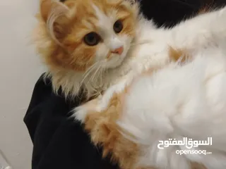  3 قط شيرازي للتبني