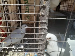  4 حمام جواز للبيع او البدل على دجاج