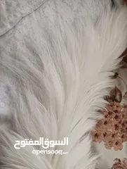 3 ذكر معقم عمره سنه و شهرين معاه جميع اغراضه