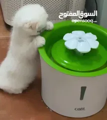  11 Scottish fold female  انثى سكوتش فولد
