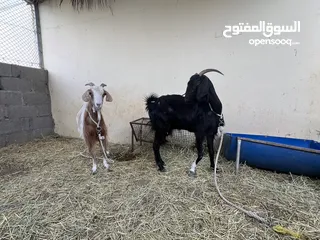  3 شاه اسود للبيع