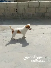  9 كلبة جاك رسل