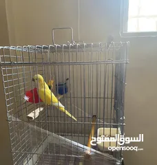  5 ‎ ببغاء كويكر الراهب ذكر لون أصفر عيون لون أحمر ‎أليف متكلم و مرح
