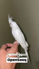  1 للبيع كوكتيل البينو عيون حمرة