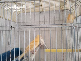  2 طيرة بيضاء و فرخين جزريات للبيع ب 20 دينار