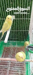  4 طيور حب  عصافير حب   ببغاء حب  بادجي   طيور  عصافير  ببغاء