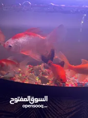  7 اسماك زينه وحوض سمك مع جميع ملحقاته