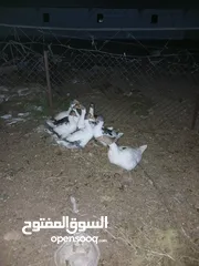  1 وز للبيع عدد 6