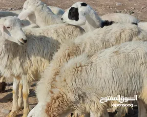  3 للبيع كبشان تهجين نجدي سمان فول