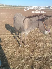  7 حمار غنم نخب اول ولا غلطه مخصي
