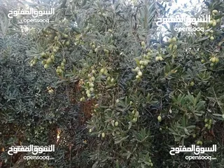  12 مزرعه مع بيت ريفي جاهز حديث مفروش جاهز يصلح مزرعه او سكن ريفي