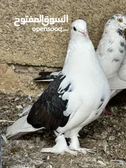  20 All Pigeons for sale جميع الطيور للبيع