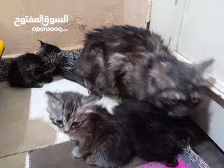  3 قطة بأولادها