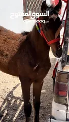  2 عجلون حلاوه