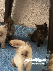  5 قطط هيمالايا للبيع